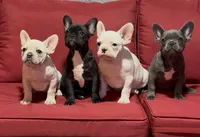 Kyla, a female French Bulldog for sale in Spring Hill, FL – Photo 2 of 2