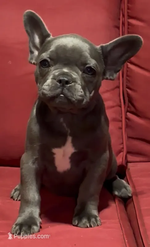Kyla – French Bulldog puppy for sale in Spring Hill, FL