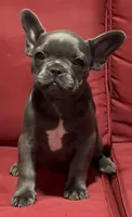 Kyla, a female French Bulldog for sale in Spring Hill, FL – Photo 1 of 2