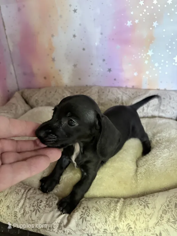 luna – Miniature Dachshund puppy for sale in Spring Hill, FL