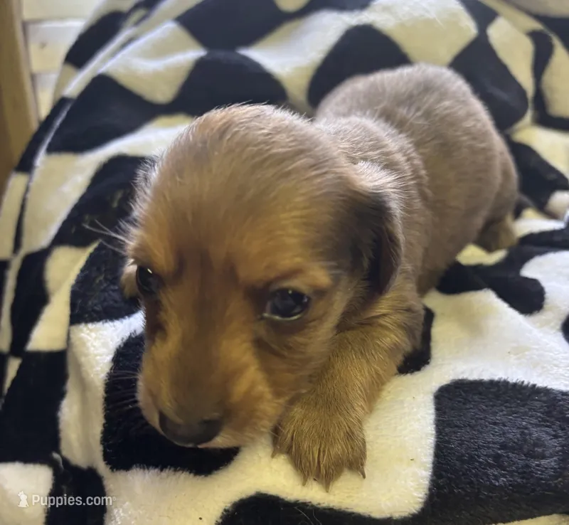 cindy – Miniature Dachshund puppy for sale in Spring Hill, FL