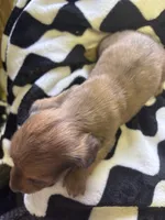 cindy, a female Miniature Dachshund for sale in Spring Hill, FL – Photo 2 of 2