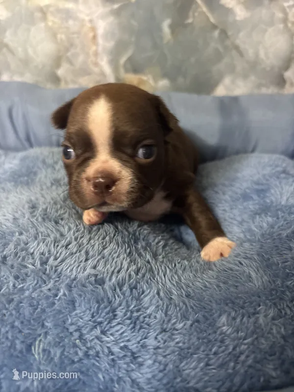 larry – Frenchton puppy for sale in Spring Hill, FL