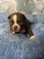 larry, a male Frenchton for sale in Spring Hill, FL – 1 of 2