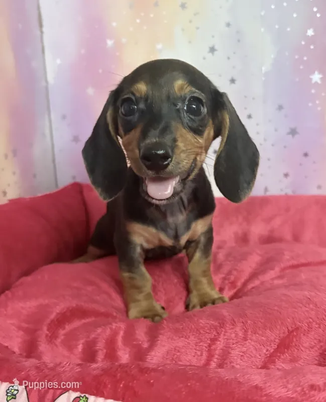 lucy – Miniature Dachshund puppy for sale in Spring Hill, FL