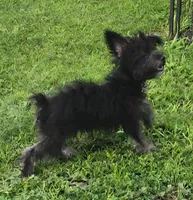 luckie, a male Schnoodle for sale in Spring Hill, FL – 2 of 3