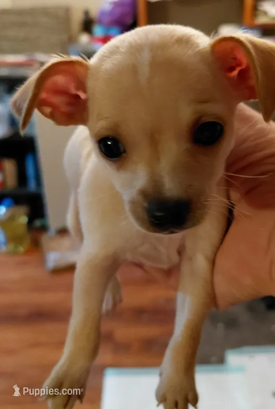 dori – Rat Terrier, Chihuahua puppy for sale in Spring Hill, FL