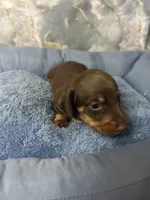 bobby, a male Miniature Dachshund for sale in Spring Hill, FL – 1 of 2