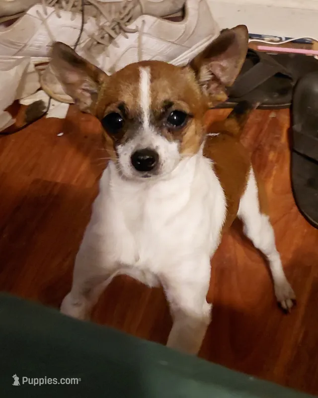 taco – Rat Terrier, Chihuahua puppy for sale in Spring Hill, FL