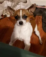 taco, a male Rat Terrier and Chihuahua for sale in Spring Hill, FL – 1 of 1