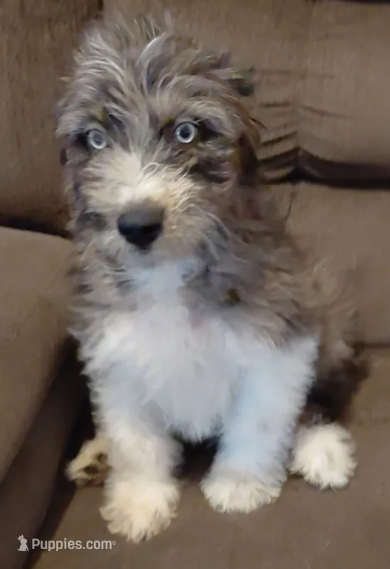 buster – Australian Shepherd, Poodle - Standard  puppy for sale in Spring Hill, FL