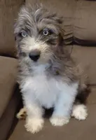 buster, a male Australian Shepherd and Poodle - Standard  for sale in Spring Hill, FL – 1 of 1