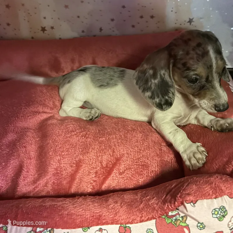sky – Miniature Dachshund puppy for sale in Spring Hill, FL