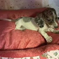 sky, a female Miniature Dachshund for sale in Spring Hill, FL – 1 of 1