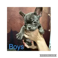 bobby, a male French Bulldog for sale in Spring Hill, FL – Photo 1 of 2