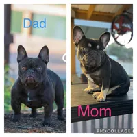 bobby, a male French Bulldog for sale in Spring Hill, FL – Photo 2 of 2