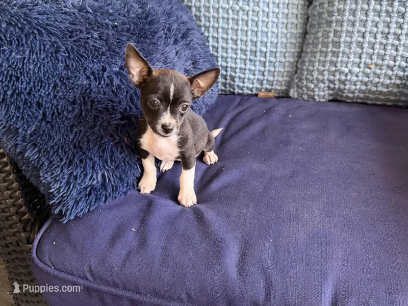 lacy – Chihuahua puppy for sale in Spring Hill, FL
