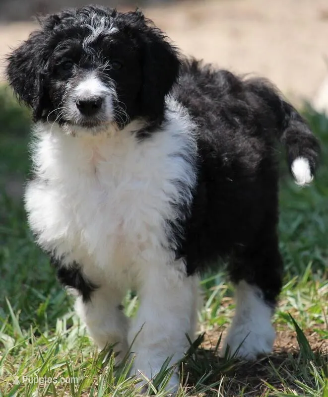 devon – Aussiedoodle puppy for sale in Spring Hill, FL