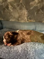 harold, a male Frenchton for sale in Spring Hill, FL – 2 of 2