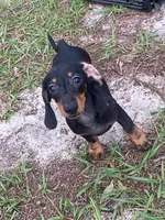 Chelsea, a female Dachshund for sale in Spring Hill, FL – Photo 2 of 2