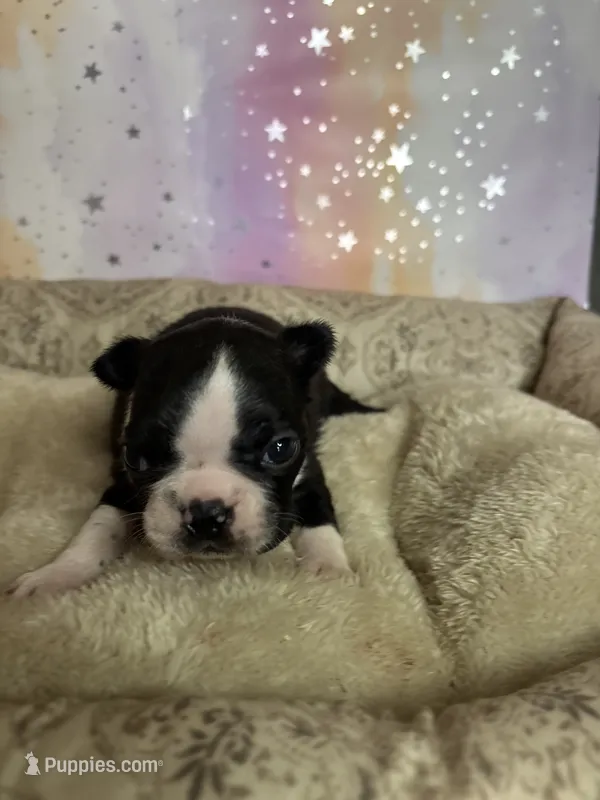 rachel – Frenchton puppy for sale in Spring Hill, FL