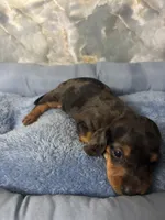 jack, a male Miniature Dachshund for sale in Spring Hill, FL – 1 of 2