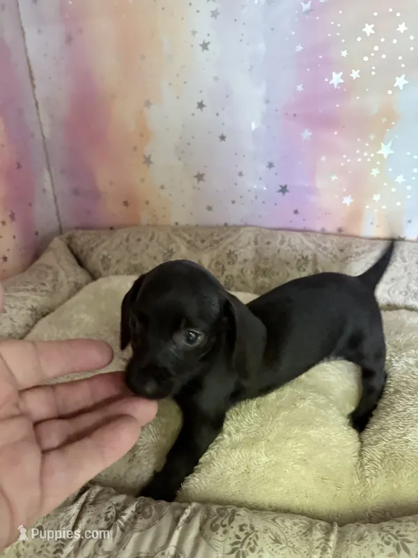 rochelle – Miniature Dachshund puppy for sale in Spring Hill, FL