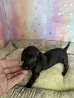 rochelle, a female Miniature Dachshund for sale in Spring Hill, FL – 2 of 3