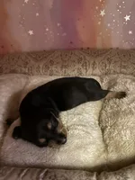 luna, a female Miniature Dachshund for sale in Spring Hill, FL – 2 of 2
