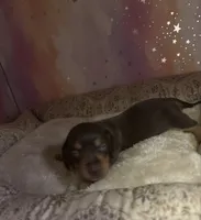 lucy, a female Miniature Dachshund for sale in Spring Hill, FL – 2 of 2