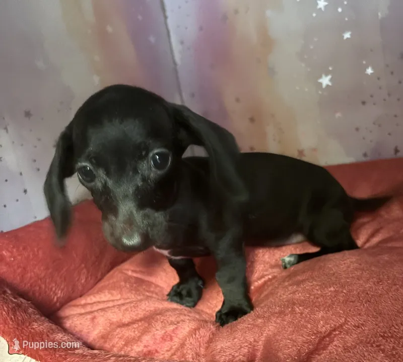 rochelle – Miniature Dachshund puppy for sale in Spring Hill, FL