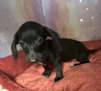 rochelle, a female Miniature Dachshund for sale in Spring Hill, FL – 1 of 3