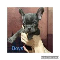 bill, a male French Bulldog for sale in Spring Hill, FL – Photo 1 of 2