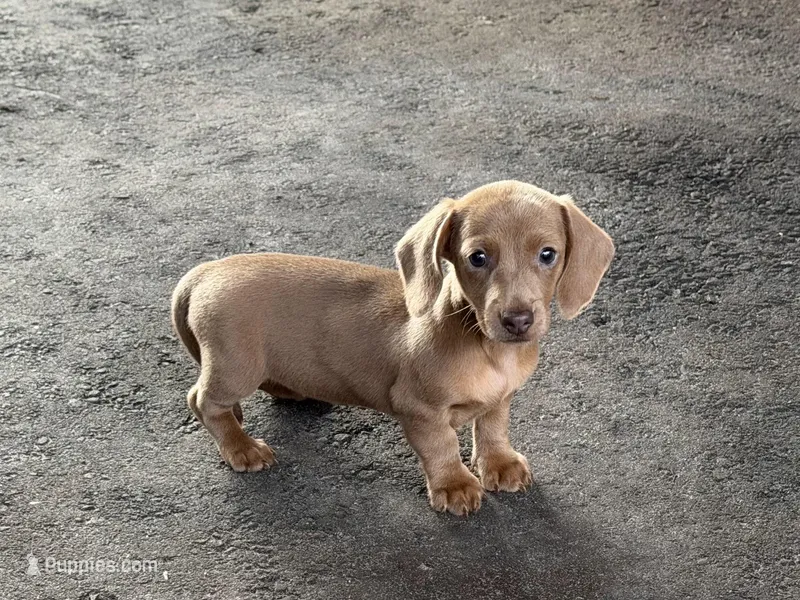 izzy – Miniature Dachshund puppy for sale in Spring Hill, FL