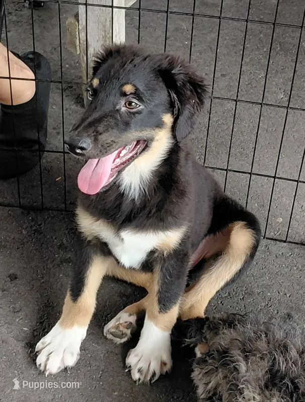 dale – Aussiedoodle puppy for sale in Spring Hill, FL