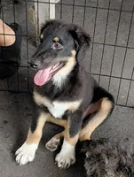 batman, a male Aussiedoodle for sale in Spring Hill, FL – 1 of 5