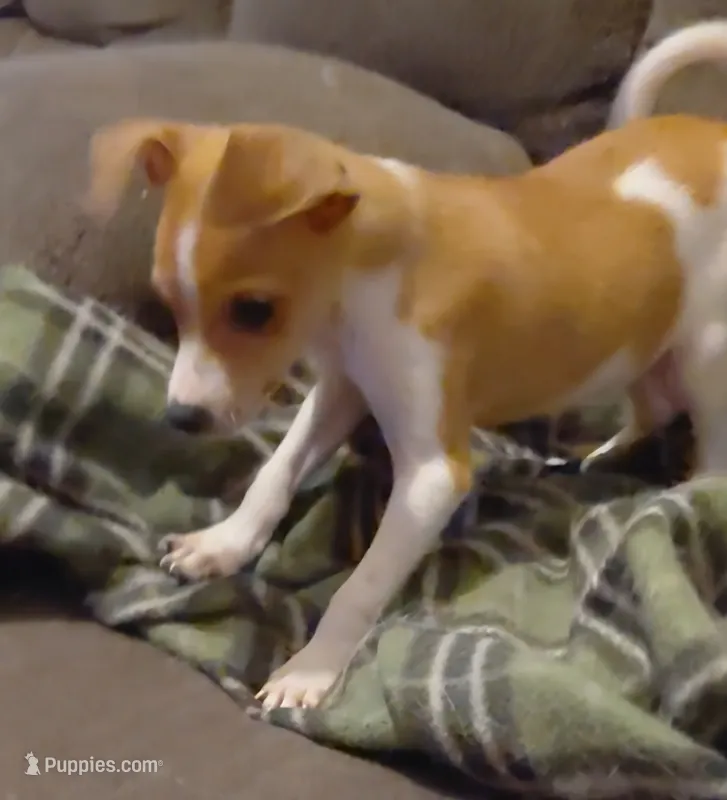 riddler – Jack Russell Terrier, Chihuahua puppy for sale in Spring Hill, FL