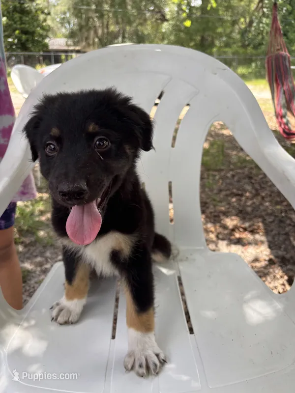 dale – Aussiedoodle puppy for sale in Spring Hill, FL
