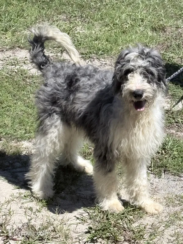 lenny – Aussiedoodle puppy for sale in Spring Hill, FL
