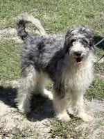 lenny, a male Aussiedoodle for sale in Spring Hill, FL – 1 of 2
