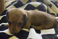 cassandra, a female Miniature Dachshund for sale in Spring Hill, FL – Photo 1 of 2