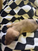 cassandra, a female Miniature Dachshund for sale in Spring Hill, FL – Photo 2 of 2