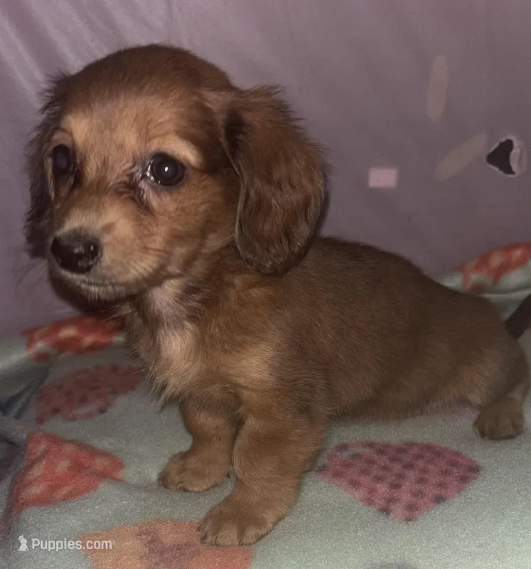 cassandra – Miniature Dachshund puppy for sale in Spring Hill, FL