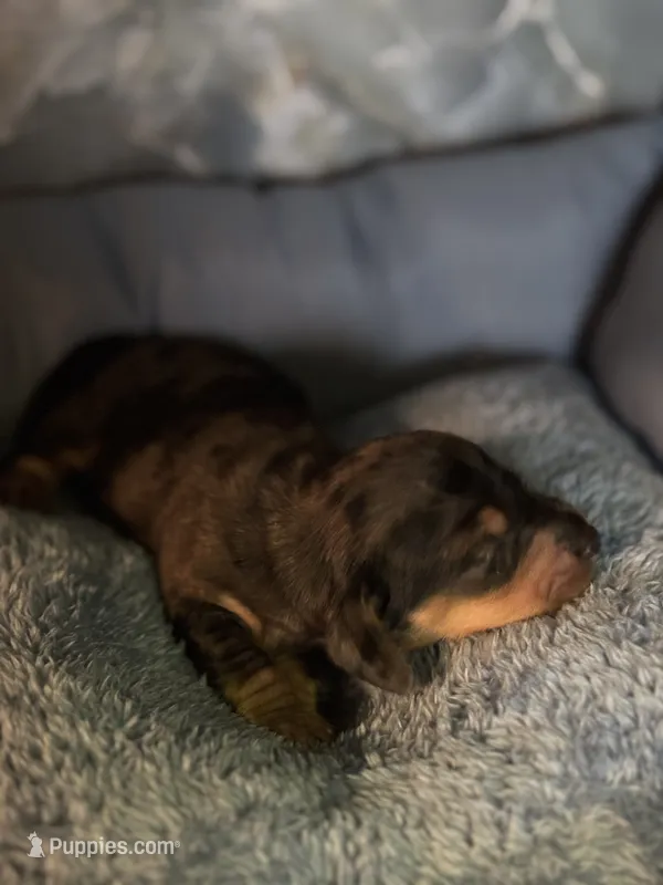 jack – Miniature Dachshund puppy for sale in Spring Hill, FL