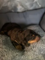jack, a male Miniature Dachshund for sale in Spring Hill, FL – 1 of 1
