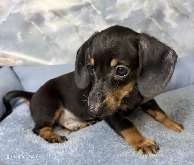 billy – Miniature Dachshund puppy for sale in Spring Hill, FL