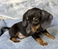 billy, a male Miniature Dachshund for sale in Spring Hill, FL – 1 of 3