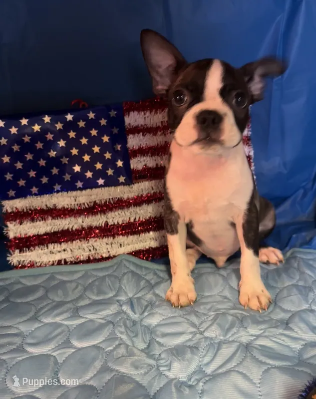 milo – Frenchton puppy for sale in Spring Hill, FL