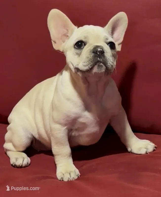 cailey – French Bulldog puppy for sale in Spring Hill, FL
