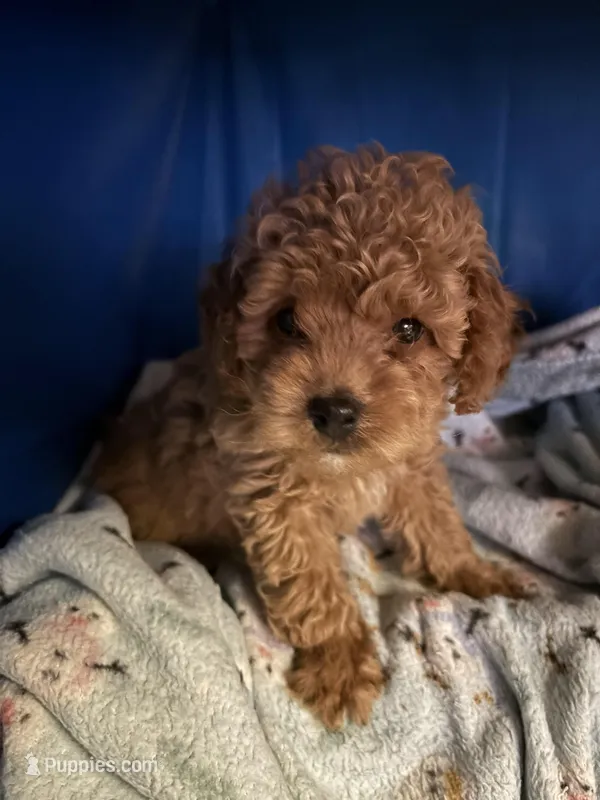 eddie – Poodle - Miniature  puppy for sale in Spring Hill, FL